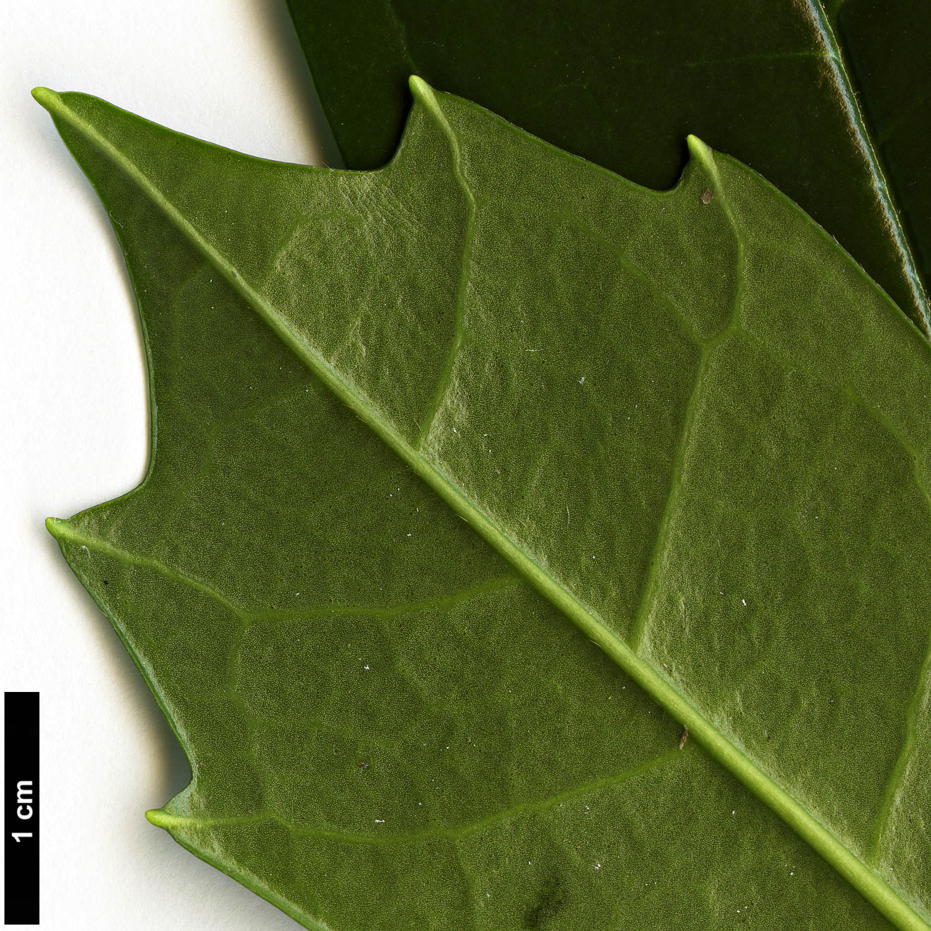 High resolution image: Family: Garryaceae - Genus: Aucuba - Taxon: japonica - SpeciesSub: var. borealis